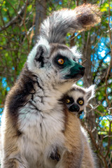 Ring Tailed Lemur  kata ,Close up Ring-tailed lemur baby and mother.Wild nature Madagascar