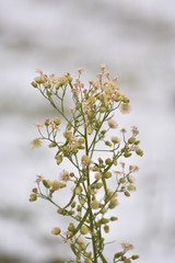 dried plant