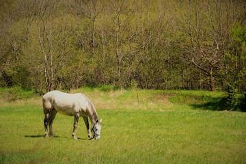 Obraz premium horses in the field