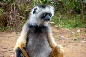 Diademed Sifaka. Diadema, endemic, endengered. Rare lemur,close up, portrait.(Propithecus diadema),Wild nature Madagascar