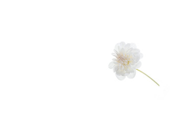 white flower delicate plant pink fresh chrysanthemum close-up postcard isolated background golden-daisy