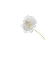 Fototapeta na wymiar white flower delicate plant pink fresh chrysanthemum close-up postcard isolated background golden-daisy