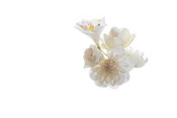 Obraz premium white flower delicate plant pink fresh chrysanthemum close-up postcard isolated background golden-daisy many roses bouquet