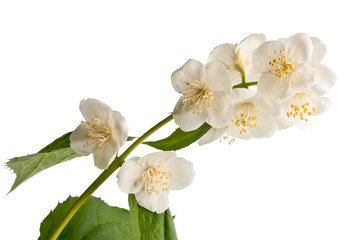 Fototapeta na wymiar sprig of jasmine