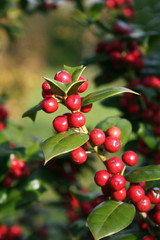 Holly tree with beautiful ripe red berries in winter. Ilex cornuta bush in the garden