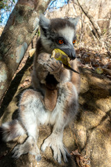 Ring Tailed Lemur  kata ,Close up Ring-tailed lemur baby and mother, mother breastfeeding her baby. Wild nature Magdagascar