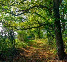 Ancient Hampshire cart track in autumn light with fallen leaves and tints, Hampshire, UK