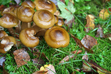 Clump of Honey Fungus in the forest.  Armillaria mellea. Autumn background