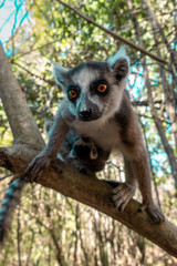Ring Tailed Lemur  kata ,Close up Ring-tailed lemur baby and mother, mother breastfeeding her baby. Wild nature Magdagascar