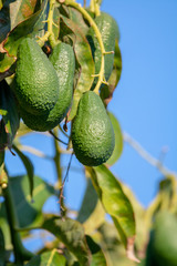 Seasonal harvest of green orgaic avocado, tropical green avocadoes riping on big tree