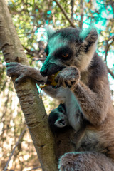 Ring Tailed Lemur  kata ,Close up Ring-tailed lemur baby and mother, mother breastfeeding her baby. Wild nature Magdagascar