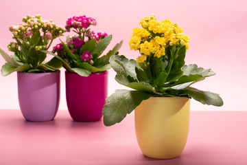 Three colors pots with thee colors medical houseplants kalanchoe with flowers close up on trendy pink background, bright colors concept