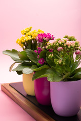 Three colors pots with thee colors medical houseplants kalanchoe with flowers close up on trendy pink background, bright colors concept
