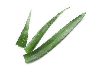 Fresh aloe vera leaves on white background