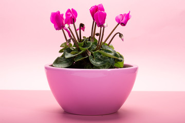 One pink cyclamen plant with flowers in pink pot on trendy pink background, copy space, close up, minimal colors concept