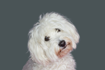 CUTE MALTESE DOG TILTING THE HEAD SIDE AND LOOKING AT CAMERA. ISOLATED AGAINST GRAY COLORED BACKGROUND