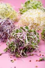 Healthy diet vegetarian ingredient for salads, young sprouts of leek, radish, broccoli, alfa alfa, mostard, cress on pink background