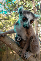 Ring Tailed Lemur  kata ,Close up Ring-tailed lemur baby and mother, mother breastfeeding her baby. Wild nature Magdagascar