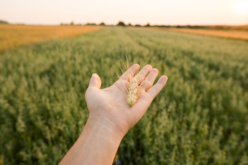 Close-up of man hand touching holding crops, young green wheat ears on a field in sunset. Close up...
