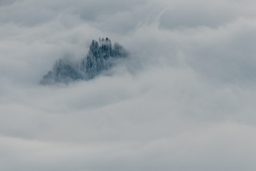 Fototapeta na wymiar Forest floating in white clouds