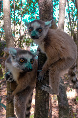 Ring Tailed Lemur  kata ,Close up Ring-tailed lemur baby and mother, mother breastfeeding her baby. Wild nature Magdagascar