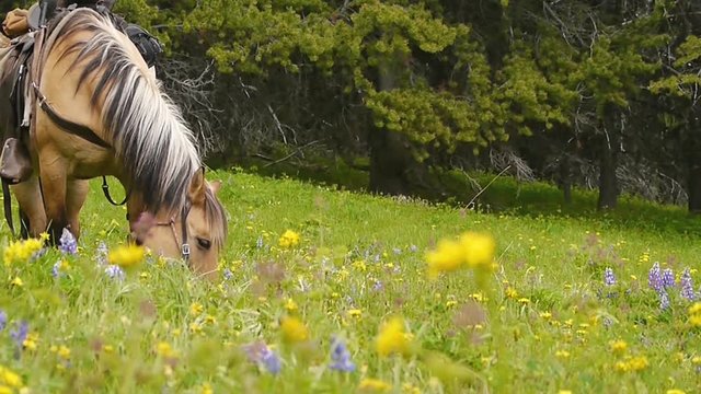 Horse grazing in a beautiful alpine meadow in bloom (British Columbia, Canada)