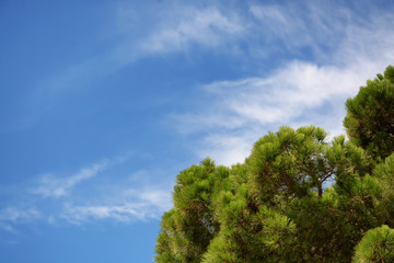 Green pine tree on sky background