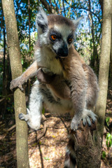 Ring Tailed Lemur  kata ,Close up Ring-tailed lemur baby and mother, mother breastfeeding her baby. Wild nature Magdagascar