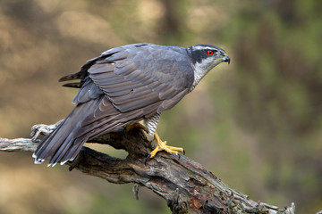 Male of Northern goshawk. Accipiter gentilis