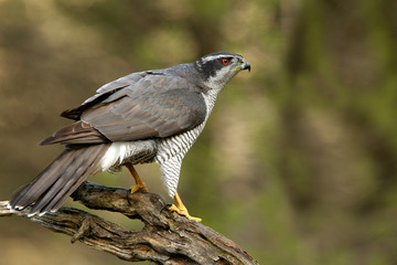 Adult male of Northern goshawk. Accipiter gentilis