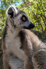 Fototapeta premium Ring Tailed Lemur kata ,Portrait,Close up Ring-tailed lemur.Wild nature Madagascar