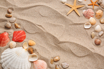 Fototapeta na wymiar Composition with different sea shells and starfishes on sand