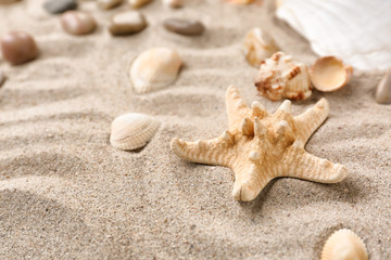 Fototapeta na wymiar Different sea shells with starfish on sand
