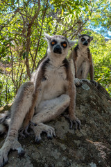 Two Ring Tailed Lemur  kata ,Close up Ring-tailed lemur, Wild nature Madagascar