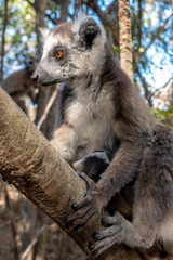 Ring Tailed Lemur  kata ,Close up Ring-tailed lemur baby and mother, mother breastfeeding her baby. Wild nature Magdagascar