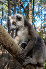 Ring Tailed Lemur  kata ,Close up Ring-tailed lemur baby and mother, mother breastfeeding her baby. Wild nature Magdagascar
