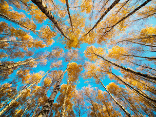 Fototapety  Powstający widok na jesienny park z żółtymi drzewami i błękitnym niebem