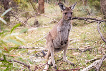 Naklejka na ściany i meble Wild kangaroo in Adelaide Hills