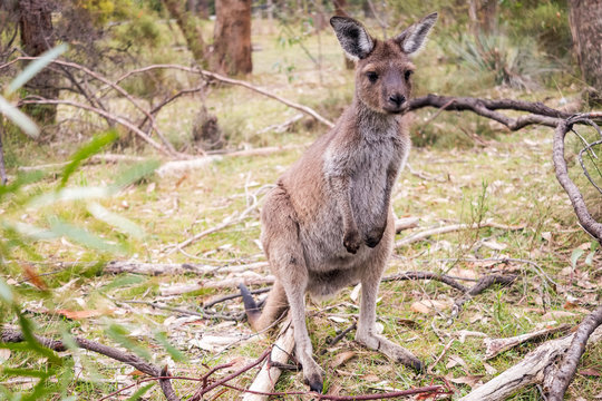 Wild kangaroo in Adelaide Hills