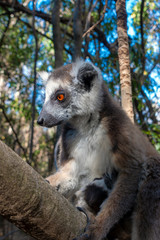 Ring Tailed Lemur  kata ,Close up Ring-tailed lemur baby and mother, mother breastfeeding her baby. Wild nature Magdagascar