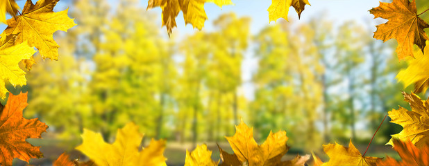 Panoramic autumn background. Landscape in the park.