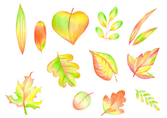 Set of bright autumn leaves of different shapes on a white background. Children's illustration in cartoon style drawn by pencils