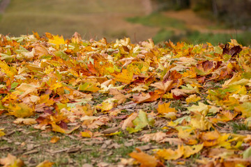 Maple tree leaves in Latvia.
