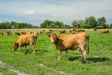 A herd of limousine cows on a green pasture