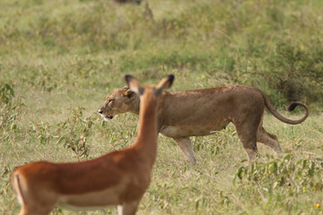 Impala watching a lioness