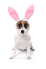 Cute funny dog with bunny ears on white background