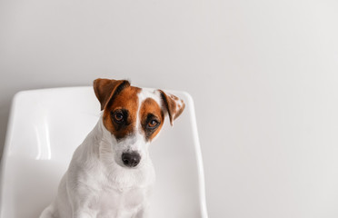 Cute funny dog sitting on chair against white wall