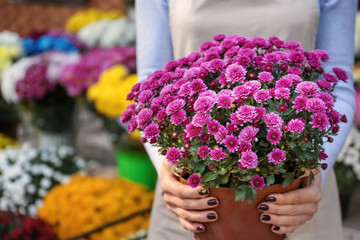 Saleswoman holding pot with beautiful chrysanthemum flowers in shop - obrazy, fototapety, plakaty