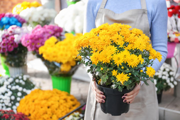 Saleswoman holding pot with beautiful chrysanthemum flowers in shop - obrazy, fototapety, plakaty