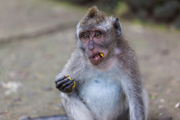 mono macaco comiendo en monkey forest de ubud, bali y con gesto divertido